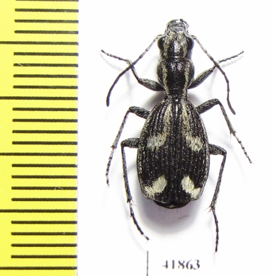 Piezia sp.  Zambia - INSECTS-STORE.RU