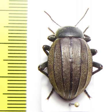 Tenebrionidae sp.  Mozambique - INSECTS-STORE.RU