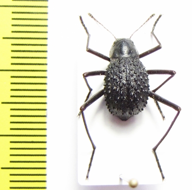 Tenebrionidae sp.  Namibia - INSECTS-STORE.RU