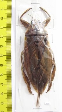 Lethocerus indicus  Indonesia, Java - INSECTS-STORE.RU