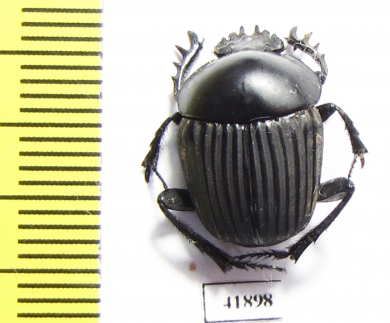 Scarabaeus sp.  Zambia - INSECTS-STORE.RU