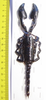 Heterometrus cyaneus Indonesia, Java  160mm - INSECTS-STORE.RU