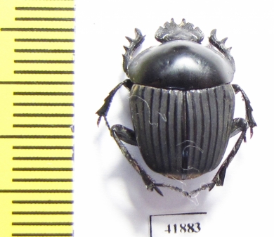 Scarabaeus sp.  Zambia - INSECTS-STORE.RU