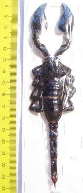 Heterometrus cyaneus Indonesia, Java  160mm - INSECTS-STORE.RU