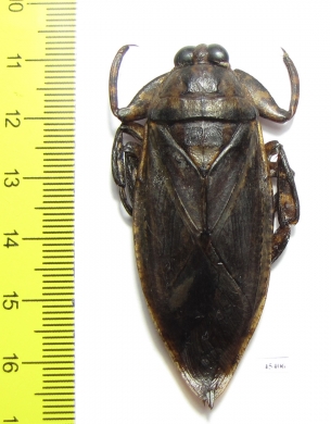 Lethocerus medius  Mexico - INSECTS-STORE.RU