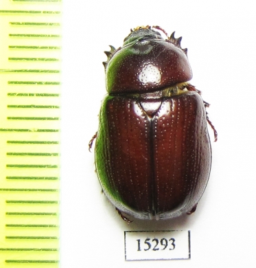 Oxygrylius ruginasus  USA - INSECTS-STORE.RU