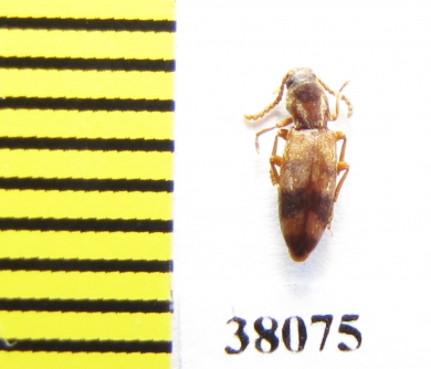 Hypulus bifasciatus  Poland - INSECTS-STORE.RU