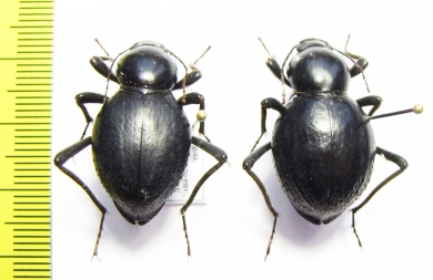 Tenebrionidae sp., pair  Angola - INSECTS-STORE.RU