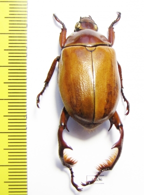 Paraheterosternus ludeckei  Mexico - INSECTS-STORE.RU