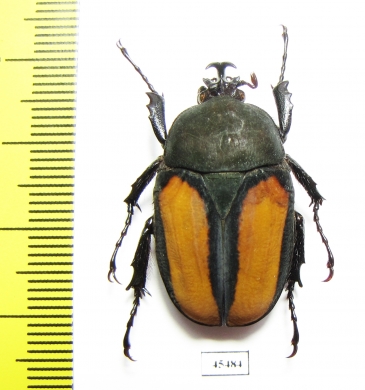 Dicellachilus woodi  Tanzania - INSECTS-STORE.RU