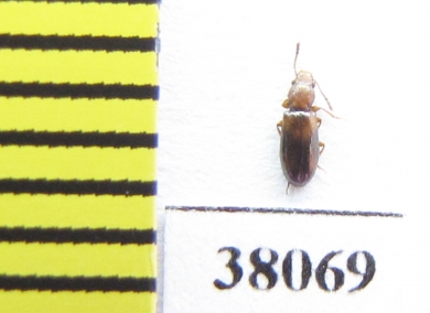 Salpingidae, Lissodema denticolle  Poland - INSECTS-STORE.RU