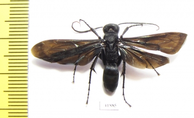 Hymenoptera sp.  Zambia - INSECTS-STORE.RU