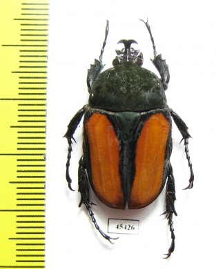 Dicellachilus woodi  Tanzania - INSECTS-STORE.RU