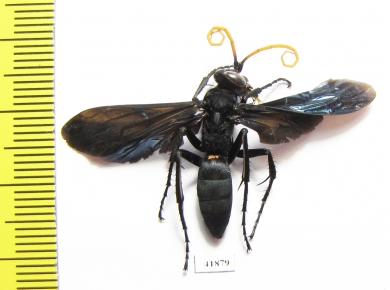 Hymenoptera sp.  Zambia - INSECTS-STORE.RU