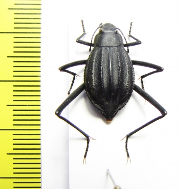 Onymacris paiva  South Africa Rep. - INSECTS-STORE.RU