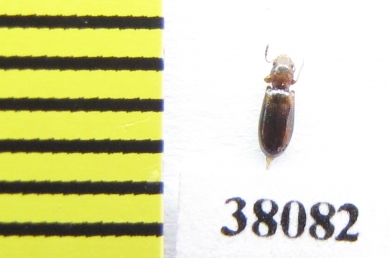 Salpingidae, Lissodema denticolle  Poland - INSECTS-STORE.RU