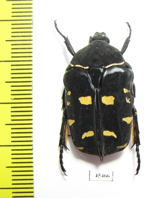 Protaetia nox  Philippines - INSECTS-STORE.RU