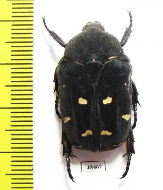 Protaetia nox  Philippines - INSECTS-STORE.RU