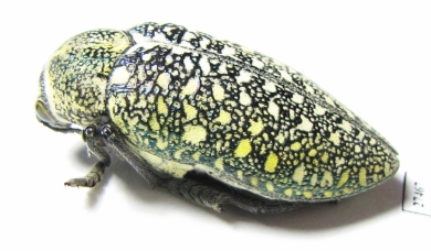 Julodis euphratica ssp.  Iran, Hormozgan prov. - INSECTS-STORE.RU