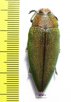 Steraspis sp.  Zambia - INSECTS-STORE.RU