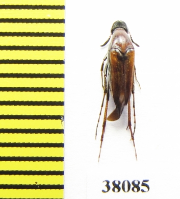 Ripiphoridae, Macrosiagon sp., female  Argentina - INSECTS-STORE.RU