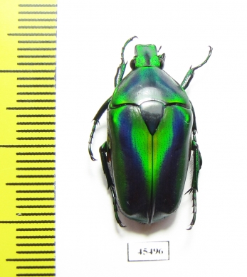 Tmesorrhina alpestris bafutensis  Cameroon - INSECTS-STORE.RU