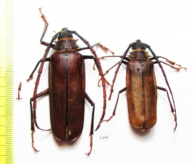 Derobrachus procerus  Honduras - INSECTS-STORE.RU