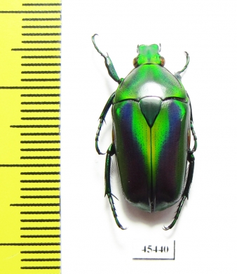 Tmesorrhina alpestris bafutensis  Cameroon - INSECTS-STORE.RU