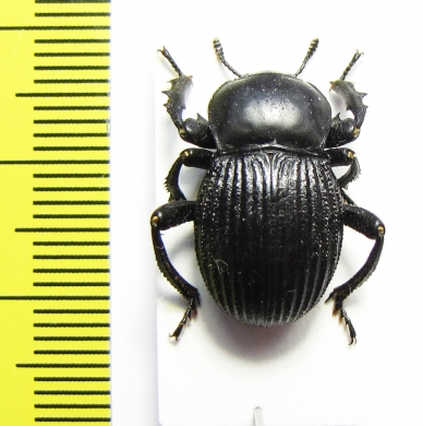 Gonopus sp.  Namibia - INSECTS-STORE.RU