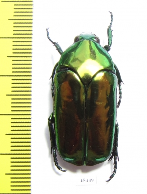 Agestrata luconica  Philippines - INSECTS-STORE.RU