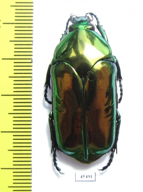 Agestrata luconica  Philippines - INSECTS-STORE.RU