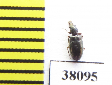 Salpingidae, Rhinosimus viridiaeneus  USA - INSECTS-STORE.RU