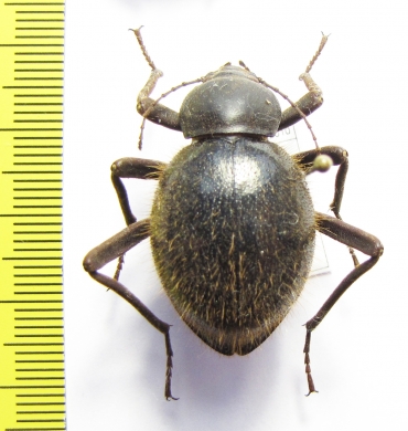 Tenebrionidae sp.  Namibia - INSECTS-STORE.RU