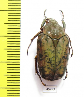 Pseudinca incoides  Cameroon - INSECTS-STORE.RU