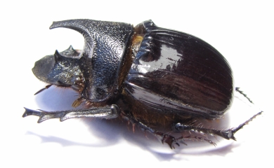 Heliocopris felschei  Tanzania 43mm - INSECTS-STORE.RU