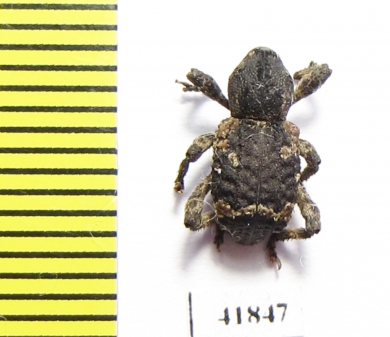 Curculionidae sp.  Zambia - INSECTS-STORE.RU