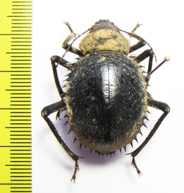 Prionotheca coronata  Morocco - INSECTS-STORE.RU