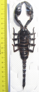 Heterometrus laoticus  Thailand  175mm - INSECTS-STORE.RU
