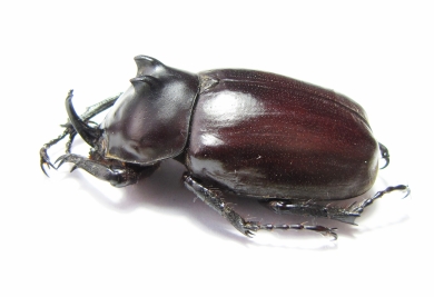 Eupatorus endoi  Vietnam - INSECTS-STORE.RU