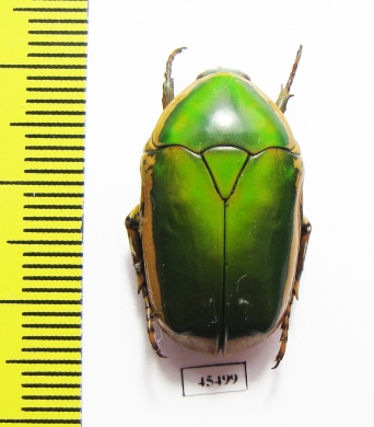 Pachnoda vossi  Cameroon - INSECTS-STORE.RU