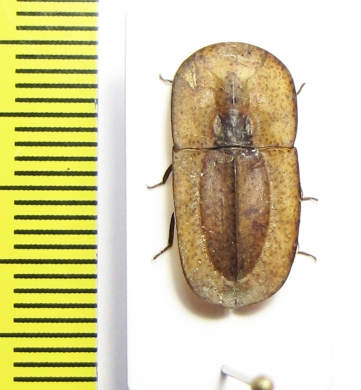 Cossyphus sp.  Angola - INSECTS-STORE.RU