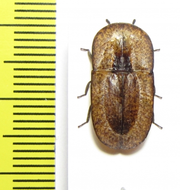 Cossyphus sp.  Zambia - INSECTS-STORE.RU