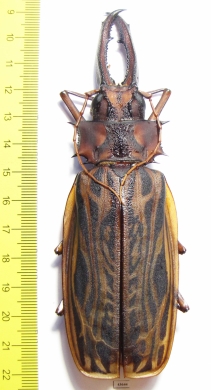 Macrodontia cervicornis, male  Peru 130mm (13000���) - INSECTS-STORE.RU