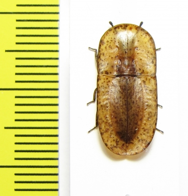 Cossyphus sp.  Zambia - INSECTS-STORE.RU