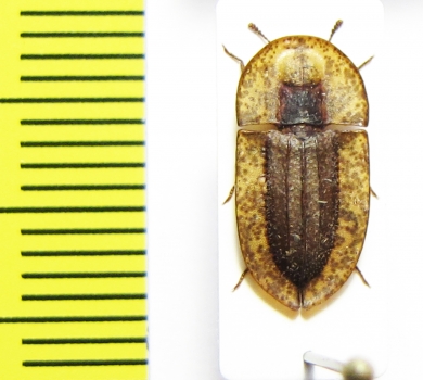 Cossyphus sp.  Zimbabwe - INSECTS-STORE.RU