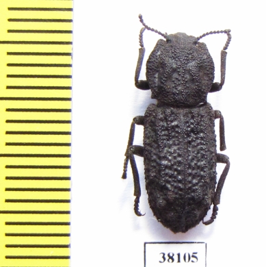 Zopheridae sp.  Mexico - INSECTS-STORE.RU