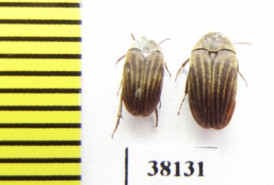 Ripiphoridae sp.  Thailand - INSECTS-STORE.RU