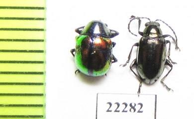 Chrysomelidae sp.  Laos - INSECTS-STORE.RU
