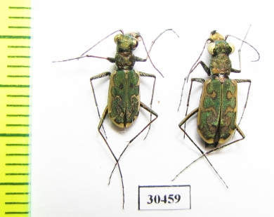 Cylindera mongolica, pair  China, Qinghai prov. - INSECTS-STORE.RU