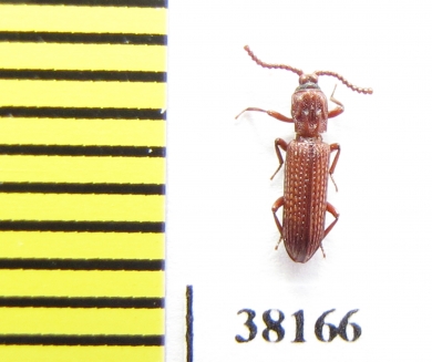 Amarygmini sp.  Thailand (myrmecophilous) - INSECTS-STORE.RU